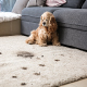 carpet cleaning in bronx, carpet cleaning in
                            new york, carpet cleaning bronx, carpet cleaners
                            in brooklyn, carpet cleaners in new york,
                            commercial carpet cleaning, commercial carpet
                            cleaning in bronx, bronx rug cleaners, rug
                            cleaning services in bronx same day carpet
                            cleaning, same day rug cleaning